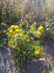 Tanacetum bipinnatum