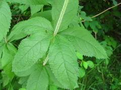 Veronicastrum sibiricum