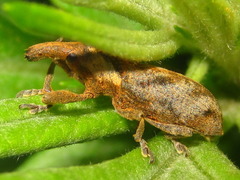 Lixus acutipennis