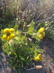 Tanacetum bipinnatum