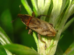 Lixus acutipennis