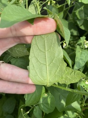 Solanum