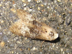 Bryophilina mollicula