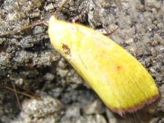 Earias pudicana
