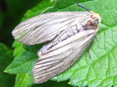 Macrobrochis staudingeri