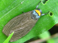 Macrobrochis staudingeri