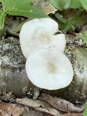 Pluteus leucoborealis