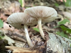 Pluteus leucoborealis