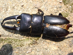 Serrognathus titanus castanicolor