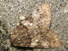 Catocala streckeri