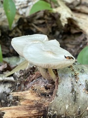 Pluteus leucoborealis