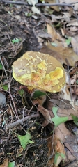 Butyriboletus brunneus