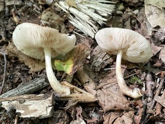 Pluteus leucoborealis