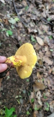 Butyriboletus brunneus