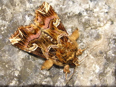 Callopistria duplicans