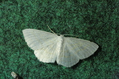 Scopula caricaria