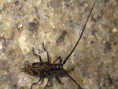 Monochamus saltuarius