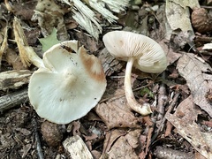 Pluteus leucoborealis