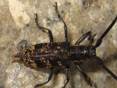 Monochamus saltuarius