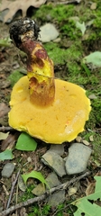 Butyriboletus brunneus