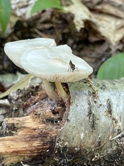 Pluteus leucoborealis