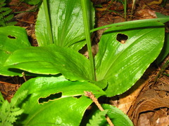 Liparis kumokiri