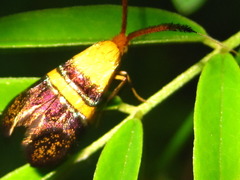 Nemophora paradisea