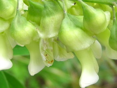 Sophora flavescens