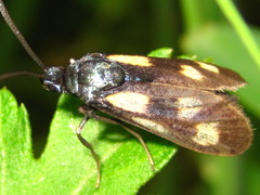 Balataea octomaculata