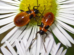 Tropidothorax sinensis