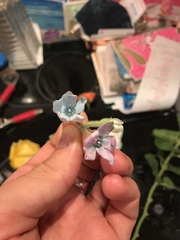 Oxypetalum coeruleum