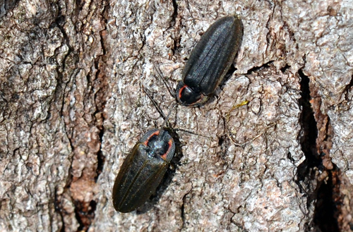 Winter Firefly photo 3
