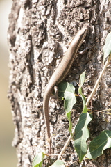 Notomabuya frenata