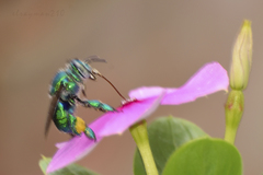 Euglossa
