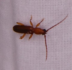 Smodicum cucujiforme