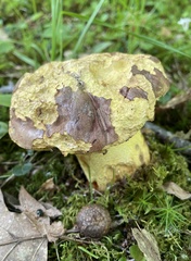 Butyriboletus brunneus