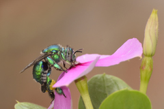Euglossa