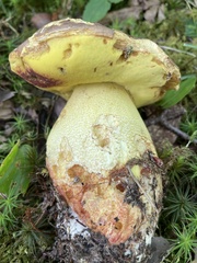Butyriboletus brunneus