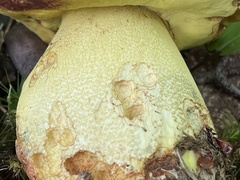 Butyriboletus brunneus
