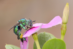 Euglossa