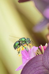 Euglossa