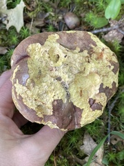 Butyriboletus brunneus