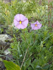 Lycianthes moziniana