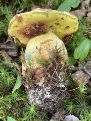 Butyriboletus brunneus
