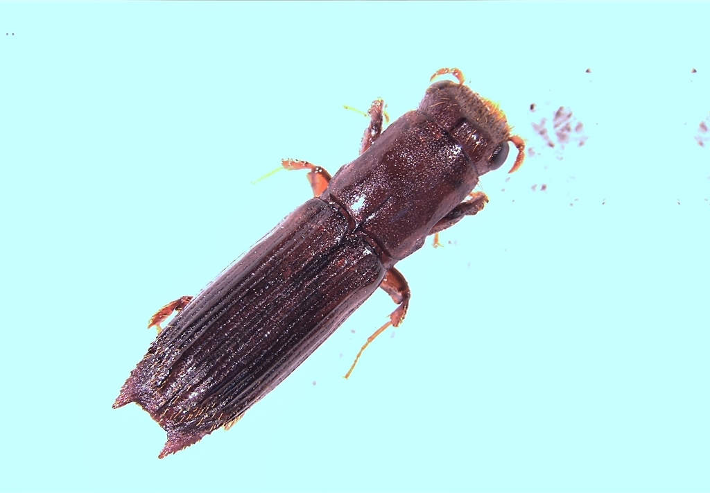 Myoplatypus
