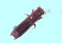 Image of Myoplatypus flavicornis