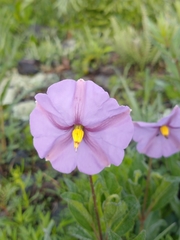 Lycianthes moziniana
