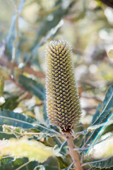 Banksia attenuata