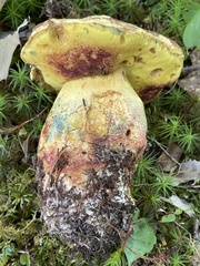 Butyriboletus brunneus