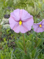 Lycianthes moziniana